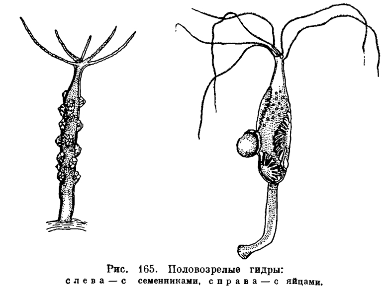 Зеркало на кракен